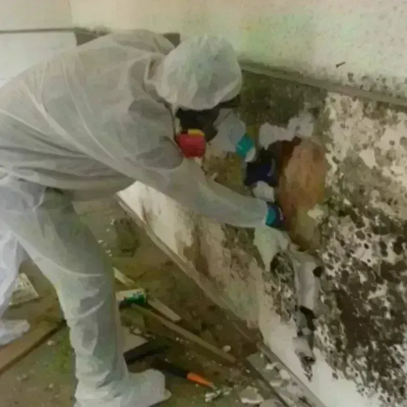 Mold Remediation and Removal in Shadyside, OH